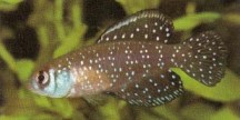 Cynolebias nigripinnis (Argentine pearl fish) should be kept in a species aquarium. Males are more highly coloured than females.