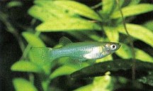 Procatopus similis (Nigerian lampeye) is a shoaling fish which must be kept in well-maintained water. They are not easy to keep and a diet of live foods is beneficial.