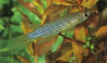A timid fish, Epiplatys singa (spotted Epiplatys) needs a quiet planted aquarium. Use aged water for water changes as they are sensitive to too much new water.