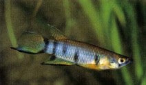 Unlike Epiplatys annulatus (clown killifish), E. dageti (above) are ideal killifishes for beginners as they are easy to keep and breed