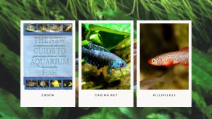 [Ebook] The New Guide to Aquarium Fish - Cyprinodonts - KILLIFISHES