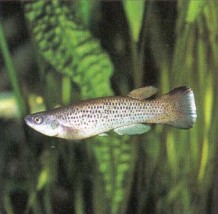 Rivulus milesi (yellowtail panchax) will proliferate in a well-planted species aquarium. This fish is a male; females are plainer.