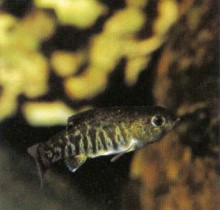 Cyprinodon variegatus (sheepshead minnow) is found along the eastern seaboard of the USA in brackish water.