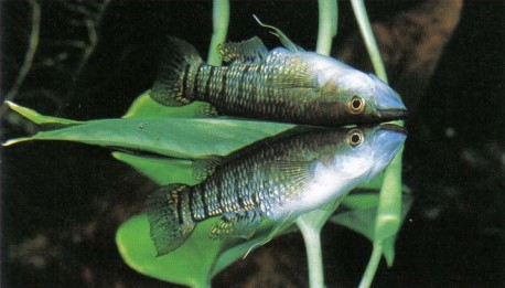 Aplocheilus lineatus (sparkling panchax) is an easy to keep surface dweller. They thrive on a diet of mosquito larvae. Be sure to keep the aquarium tightly cowered — these fishes jump when frightened.
