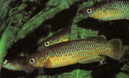 Pachypanchax playfairi (Playfair's panchax) is a large killifish which can grow to 10 cm (4 in). Females are slightly smaller than males and are more uniformly coloured. They spawn on plants, producing large numbers of eggs, so ensure you have sufficient space for the resulting fry.