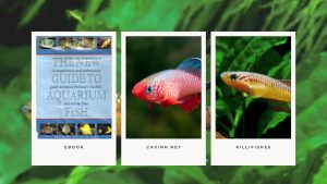 [Ebook] The New Guide to Aquarium Fish - Cyprinodonts - Killifishes for the Community Aquarium