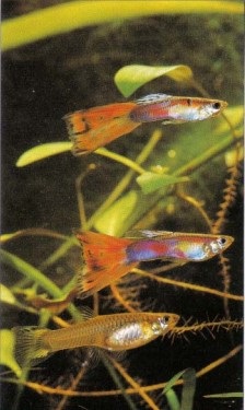 Male and female Poecilia reticulata (guppy) are easy to tell apart. Males have a gonopodium and more flamboyant finnage (top two fishes); the females are dull in comparison.