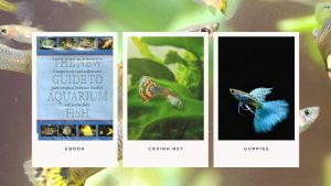 [Ebook] The New Guide to Aquarium Fish - Cyprinodonts - LIVEBEARING TOOTHCARPS - Guppies