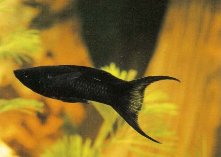 A hybrid fish, the outcome of a cross between P. latipinnia and P. sphenops, the black molly is easy to keep provided you keep it warm and pay careful attention to maintaining good quality water.