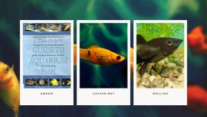 [Ebook] The New Guide to Aquarium Fish - Cyprinodonts - LIVEBEARING TOOTHCARPS - Mollies