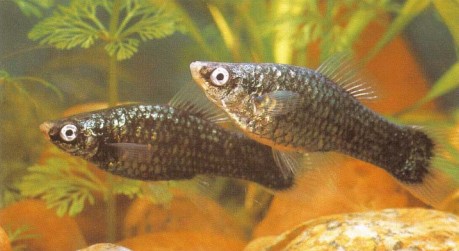 Being easy to breed and swift to mature, Xiphophorus helleri (swordtail) is cultivated by fish farmers to develop different colour forms such as these black individuals.