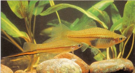 Green swordtails such as these are considered closest to the wild stock. Here we see the characteristic well-developed sword on the smaller male.