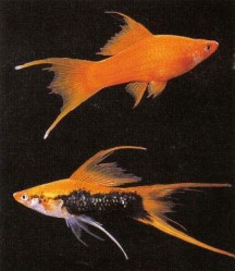 Fish breeders have also developed lyre-tailed forms of the swordtail, as seen here.