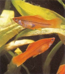 The red swordtail is still the most popular form but it is very hard to obtain quality stock.