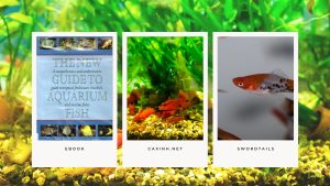 [Ebook] The New Guide to Aquarium Fish - Cyprinodonts - LIVEBEARING TOOTHCARPS - Platies and Swordtails