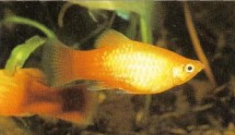 Xiphophorus maculatus (platy) is an accommodating fish suited to the community aquarium. Severalvarieties are available.