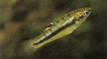 The tiny Heterandria formosa (mosquito fish), on the other hand, is best kept in a planted species aquarium with alkaline water.