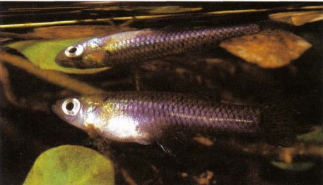 Gambusia holbrooki (mosquito fish) have been used in biological pest control, being introduced to eatmosquito larvae and hence curb the spread of Malaria.