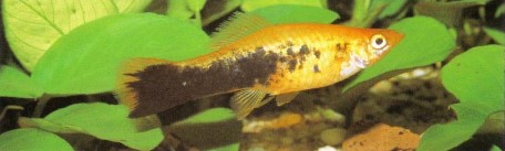 Xiphophorus helleri (swordtail) will breed without any assistance from the aquarist. Ensure your aquarium does not become over-populated.