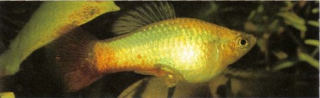 Xiphophorus variatus (platy) is quite prolific. They like a varied diet that includes some green foods.