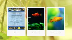 [Ebook] The New Guide to Aquarium Fish - Cyprinodonts - LIVEBEARING TOOTHCARPS - The Poeciliidae