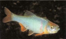 This North American fish, Notropis lutrensis (shiner), requires cooler temperatures in winter than in summer.