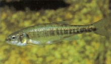 Phoxinus phoxinus (minnows) are common in unpolluted European streams. Given clean, cool, well-oxygenated water they can be a welcome addition to the aquarium.