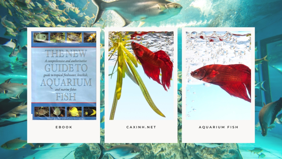 [Ebook] The New Guide to Aquarium Fish - A comprehensive and authoritative guide to tropical freshwater, brackish, and marine fishes - Mary Bailey & Gina Sandford