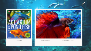 [Ebook] Encyclopedia of Aquarium & Pond Fish - David Alderton (Photo by Max Gibbs)