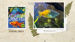 [Ebook] Encyclopedia of Aquarium & Pond Fish - General index