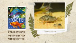 [Ebook] Encyclopedia of Aquarium & Pond Fish - Directory of Freshwater Fish - Catfish - Armored catfish