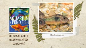 [Ebook] Encyclopedia of Aquarium & Pond Fish - Directory of Freshwater Fish - Catfish - Corydoras