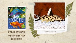 [Ebook] Encyclopedia of Aquarium & Pond Fish - Directory of Freshwater Fish - Catfish - Synodontis