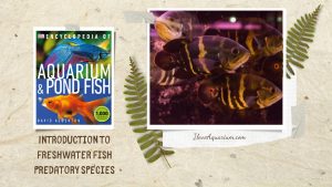 [Ebook] Encyclopedia of Aquarium & Pond Fish - Directory of Freshwater Fish - Characoids - Predatory species