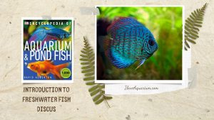 [Ebook] Encyclopedia of Aquarium & Pond Fish - Directory of Freshwater Fish - Cichlids - Discus