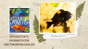 [Ebook] Encyclopedia of Aquarium & Pond Fish - Directory of Freshwater Fish - Cichlids - Lake Tanganyika cichlids