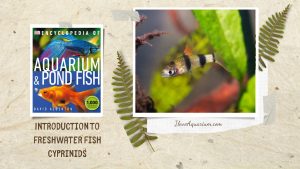 [Ebook] Encyclopedia of Aquarium & Pond Fish - Directory of Freshwater Fish - Cyprinids