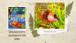 [Ebook] Encyclopedia of Aquarium & Pond Fish - Directory of Freshwater Fish - Cyprinids - Barbs