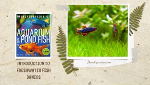 [Ebook] Encyclopedia of Aquarium & Pond Fish - Directory of Freshwater Fish - Cyprinids - Danios