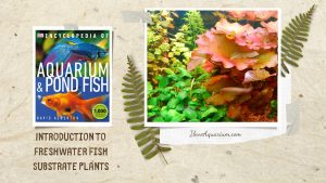 [Ebook] Encyclopedia of Aquarium & Pond Fish - Directory of Freshwater Plants - Substrate plants