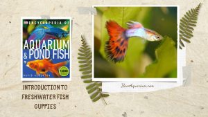 [Ebook] Encyclopedia of Aquarium & Pond Fish - Directory of Freshwater Fish - Livebearers - Guppies