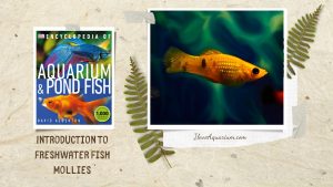 [Ebook] Encyclopedia of Aquarium & Pond Fish - Directory of Freshwater Fish - Livebearers - Mollies