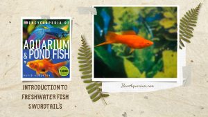 [Ebook] Encyclopedia of Aquarium & Pond Fish - Directory of Freshwater Fish - Livebearers - Swordtails
