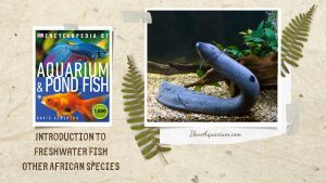 [Ebook] Encyclopedia of Aquarium & Pond Fish - Directory of Freshwater Fish - Other African species