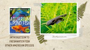 [Ebook] Encyclopedia of Aquarium & Pond Fish - Directory of Freshwater Fish - Other American species