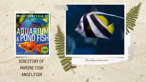 [Ebook] Encyclopedia of Aquarium & Pond Fish - Directory of Marine Fish - Angelfish