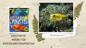 [Ebook] Encyclopedia of Aquarium & Pond Fish - Directory of Marine Fish - Boxfish and Porcupinefish