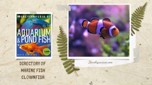 [Ebook] Encyclopedia of Aquarium & Pond Fish - Directory of Marine Fish - Clownfish