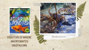 [Ebook] Encyclopedia of Aquarium & Pond Fish - Directory of Marine Invertebrates - Crustaceans
