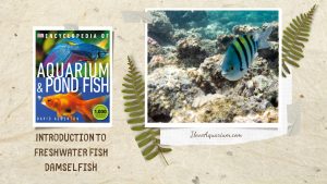 [Ebook] Encyclopedia of Aquarium & Pond Fish - Directory of Marine Fish - Damselfish